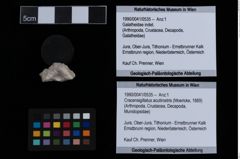 Foto (Objekt + Etiketten) von Cracensigillatus acutirostris (Moericke, 1889) (NHMW-GEO-1990-0041-0535)